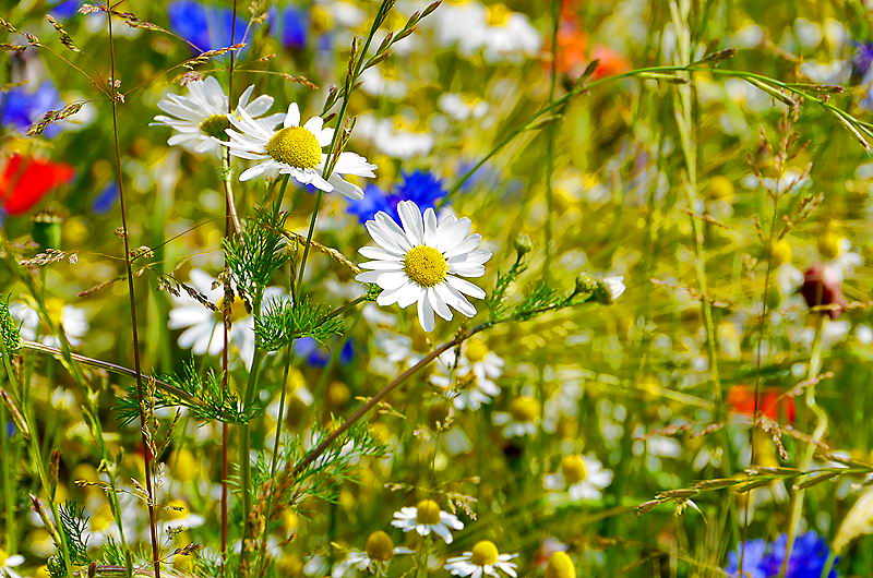 zur &Uuml;bersicht Wildblumen 5