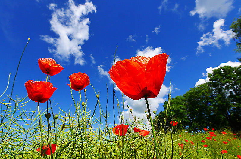 zur &Uuml;bersicht Wildblumen 5