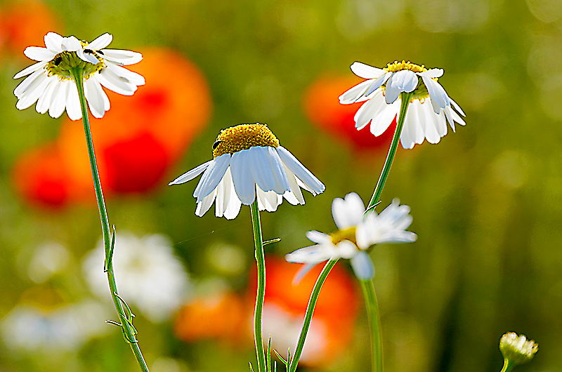 zur &Uuml;bersicht Wildblumen 5