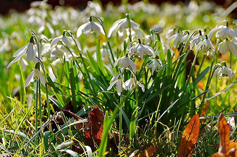 zur &Uuml;bersicht Wildblumen 5