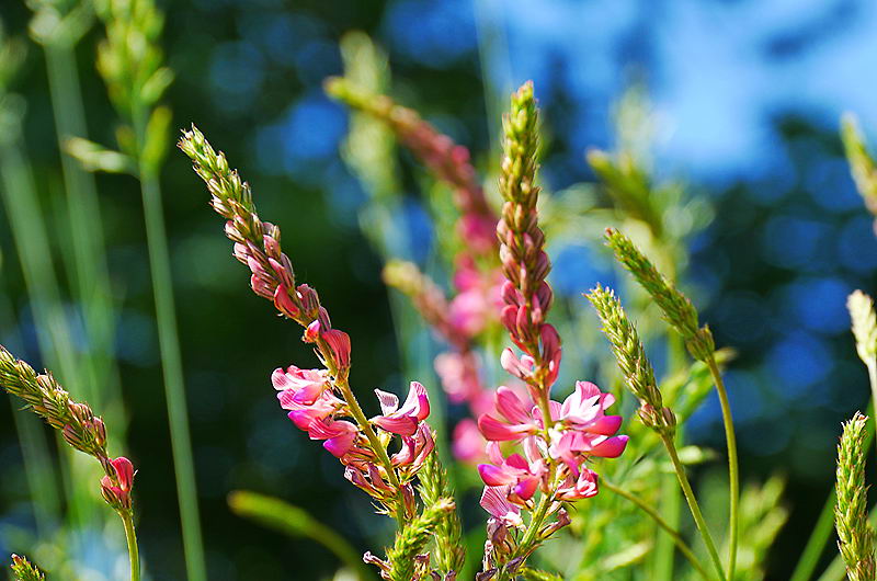 zur &Uuml;bersicht Wildblumen 5