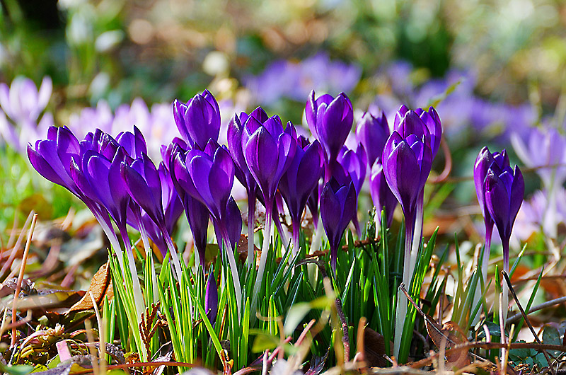 zur &Uuml;bersicht Wildblumen 5