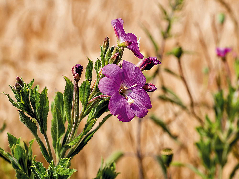 zur &Uuml;bersicht Wildblumen 6