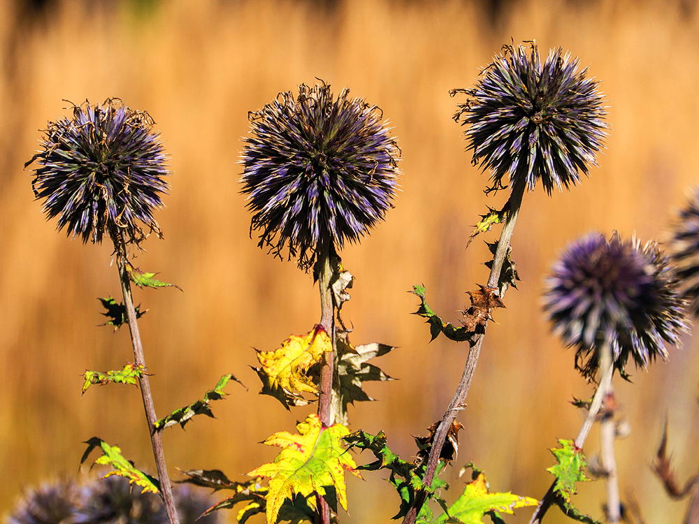 zur &Uuml;bersicht Wildblumen 6