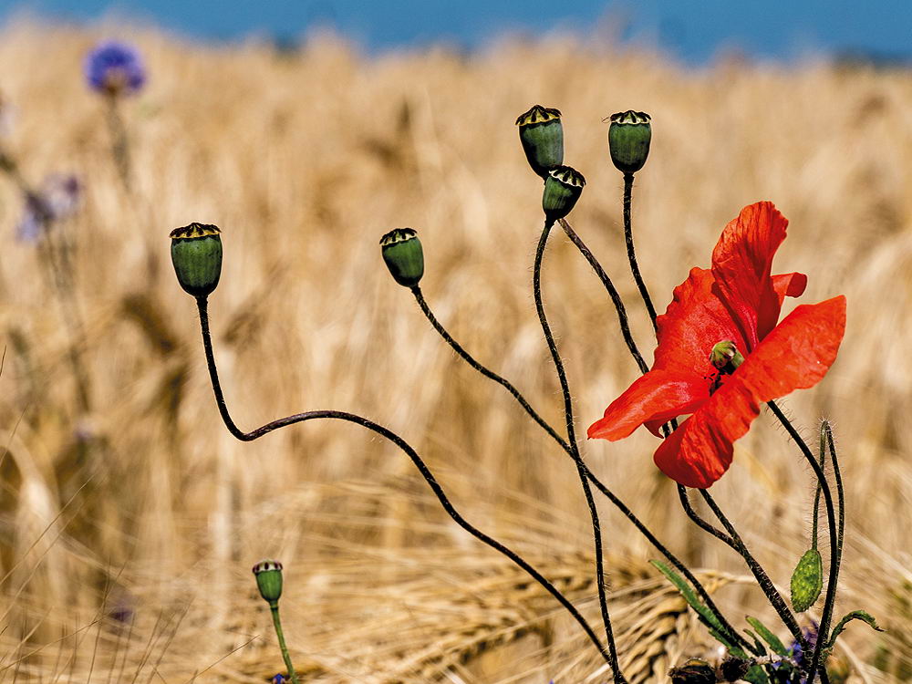 zur &Uuml;bersicht Wildblumen 6