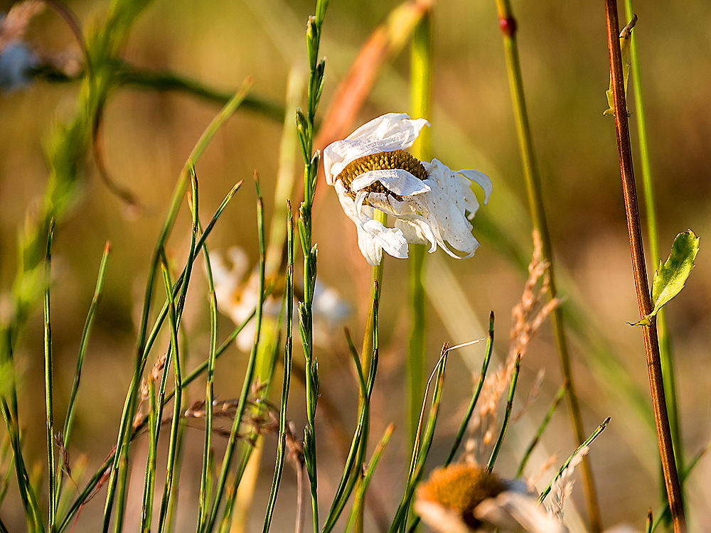zur &Uuml;bersicht Wildblumen 6
