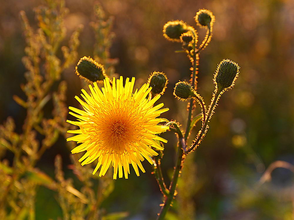 zur &Uuml;bersicht Wildblumen 6