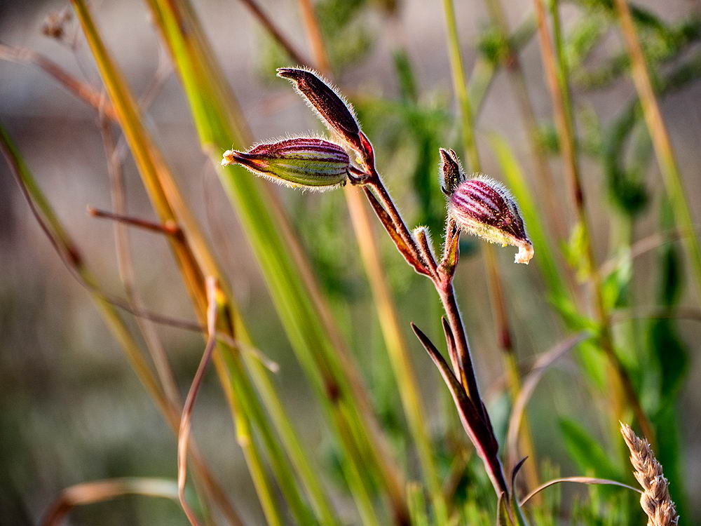 zur &Uuml;bersicht Wildblumen 6