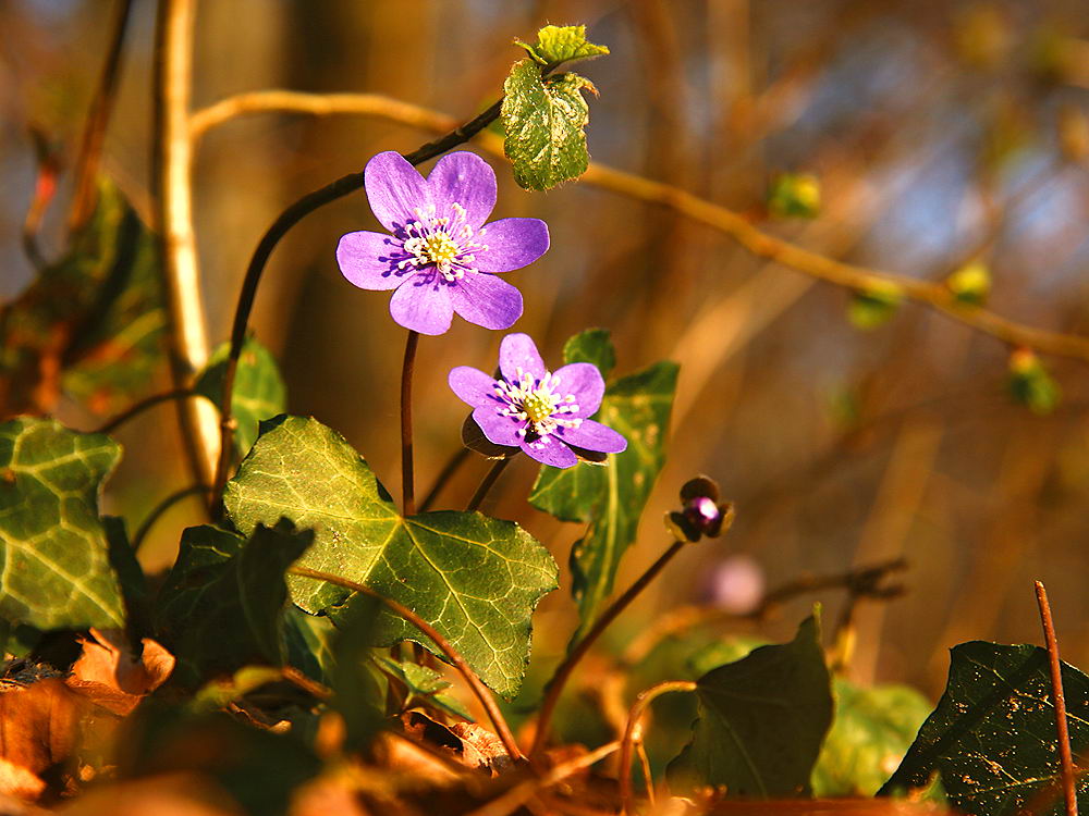 zur &Uuml;bersicht Wildblumen 6
