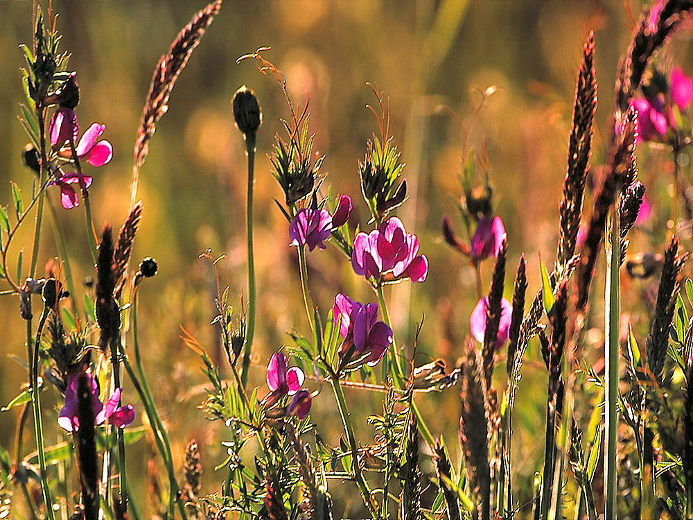 zur &Uuml;bersicht Wildblumen 6