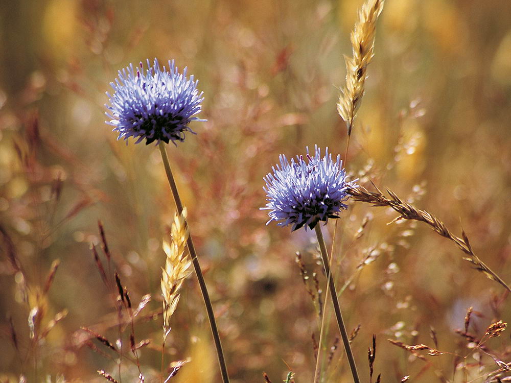 zur &Uuml;bersicht Wildblumen 6