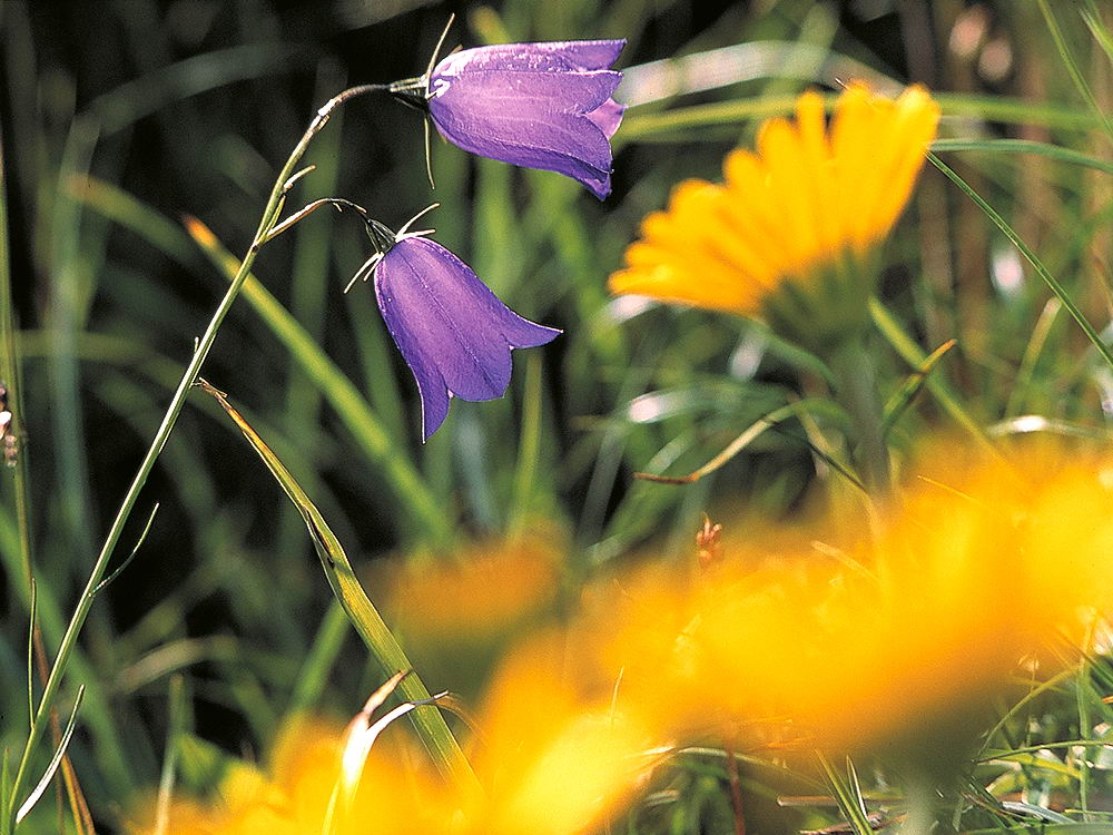 zur &Uuml;bersicht Wildblumen 7