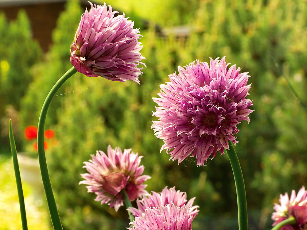 zur &Uuml;bersicht Wildblumen 7