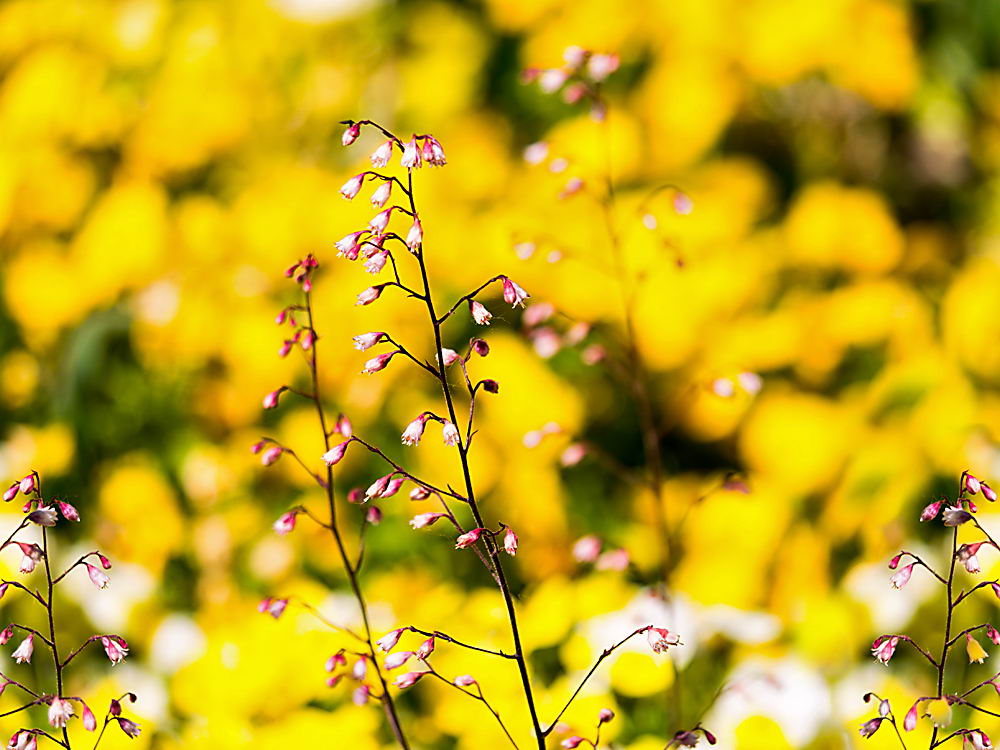 zur &Uuml;bersicht Wildblumen 7