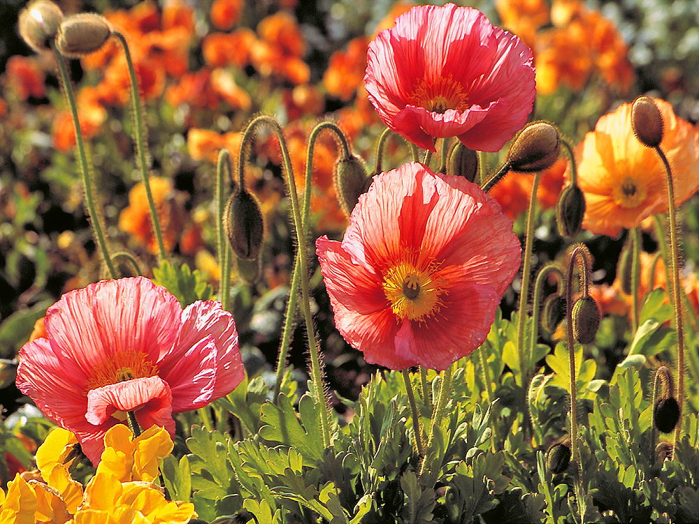 zur &Uuml;bersicht Wildblumen 7