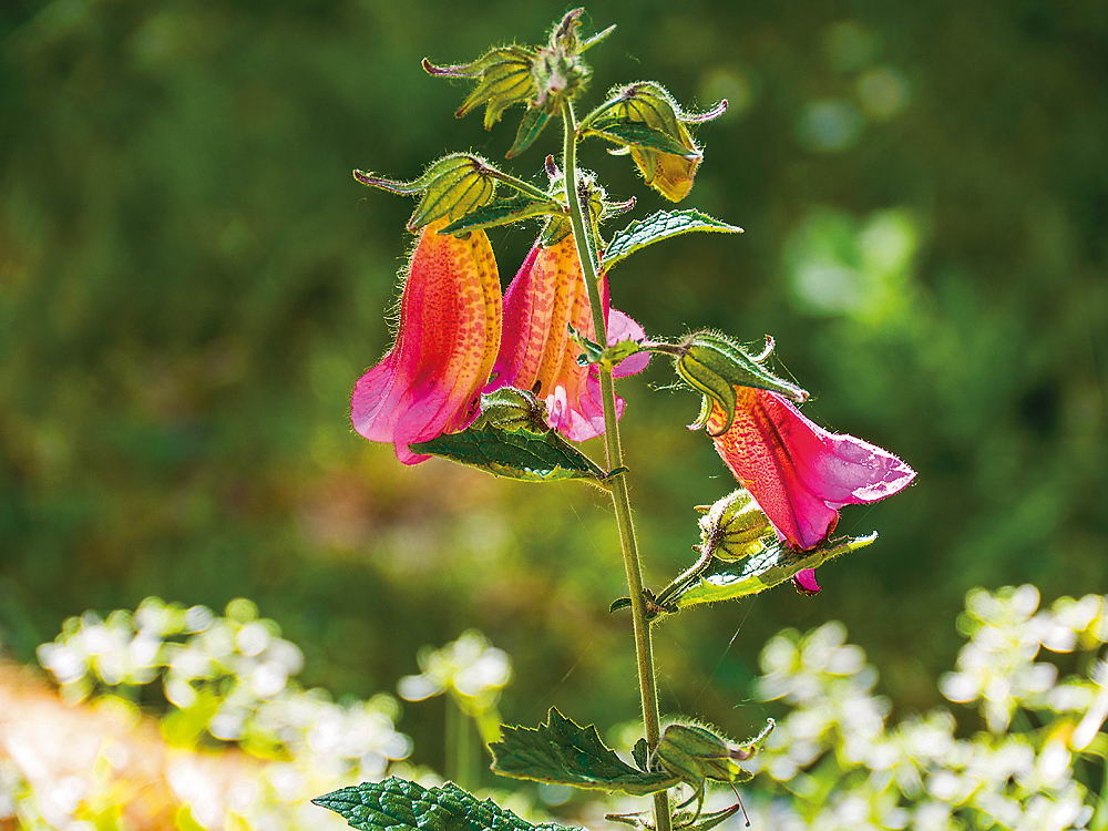 zur &Uuml;bersicht Wildblumen 7