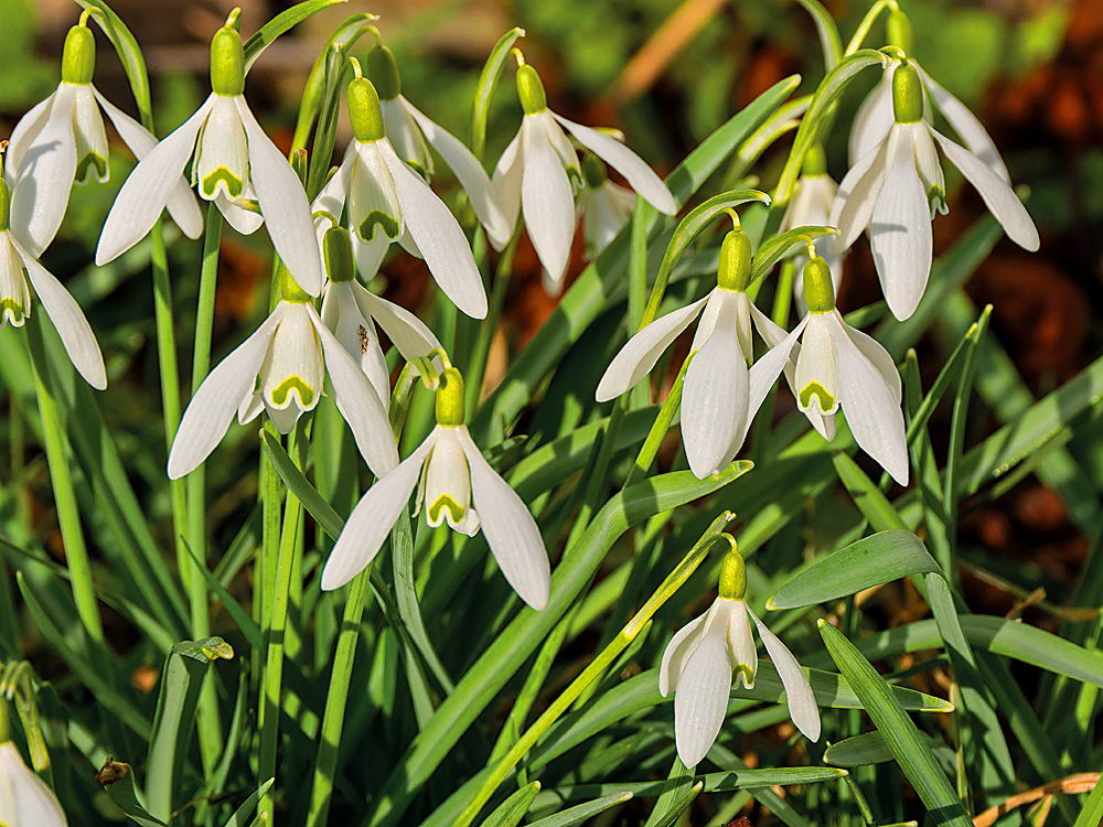 zur &Uuml;bersicht Wildblumen 8
