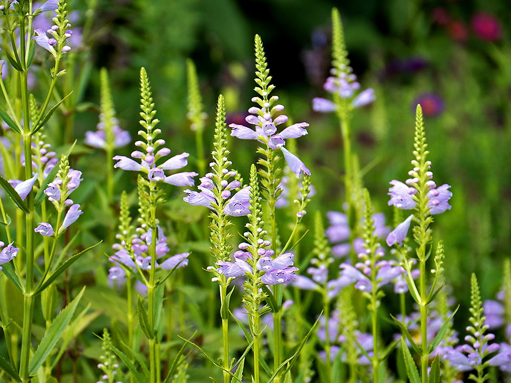 zur &Uuml;bersicht Wildblumen 8