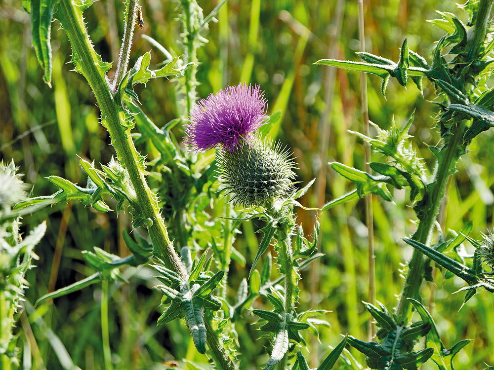 zur &Uuml;bersicht Wildblumen 8
