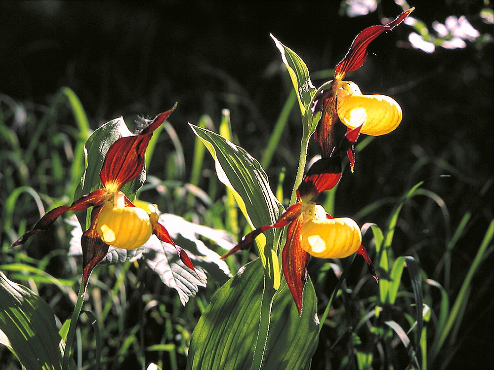 zur &Uuml;bersicht Wildblumen 8