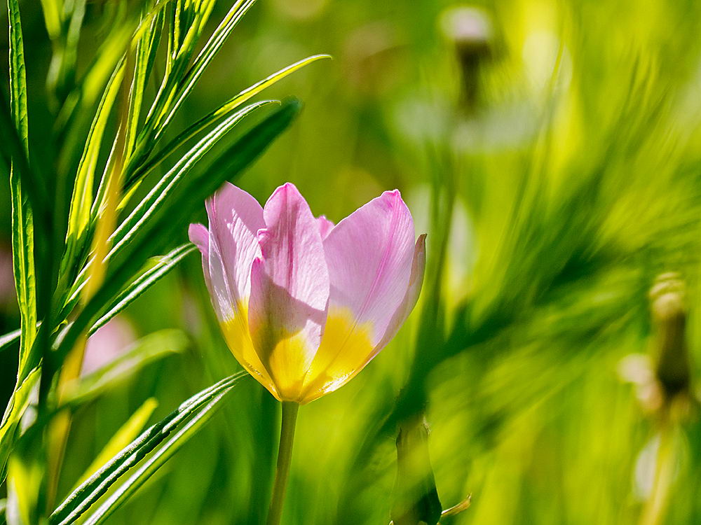 zur &Uuml;bersicht Wildblumen 8