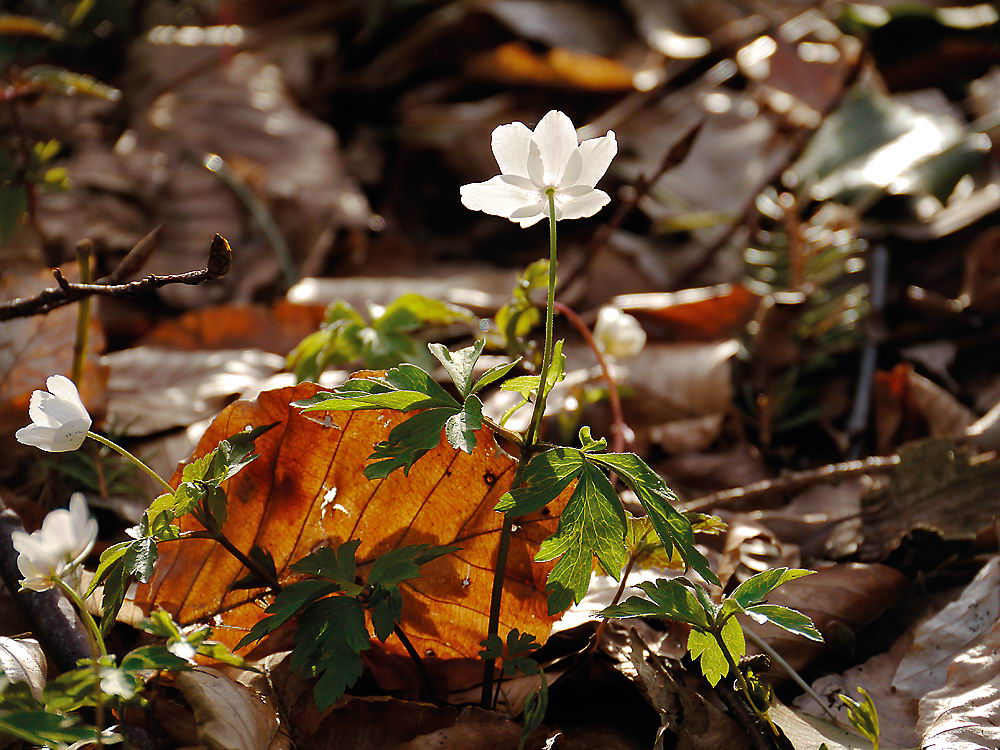 zur &Uuml;bersicht Wildblumen 8