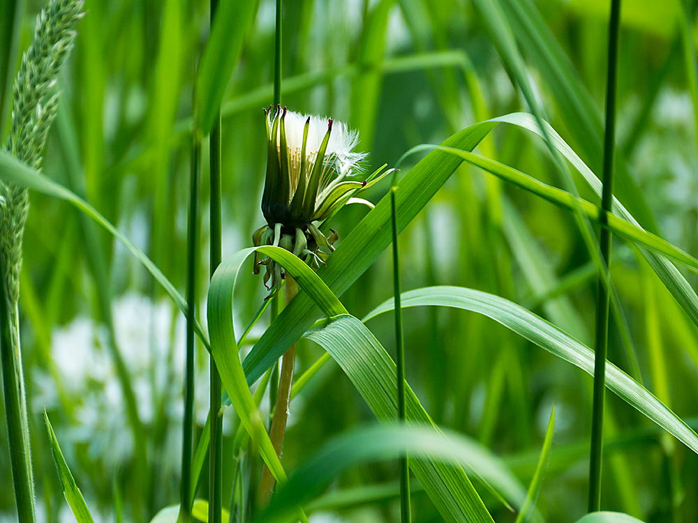 zur &Uuml;bersicht Wildblumen 8
