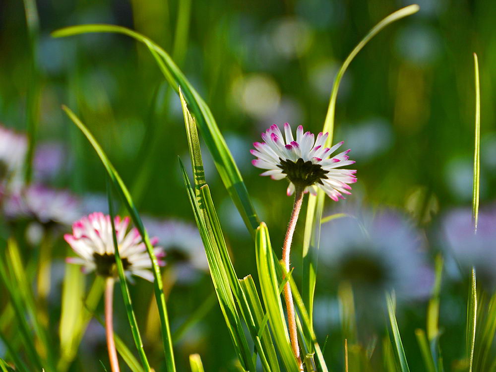 zur &Uuml;bersicht Wildblumen 8