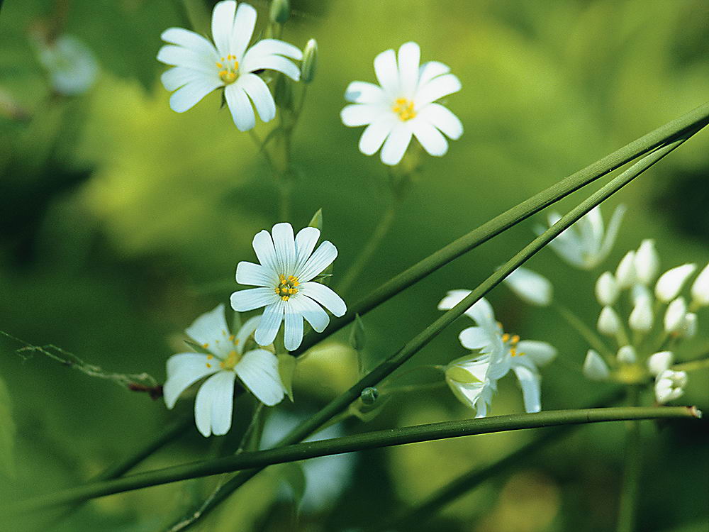 zur &Uuml;bersicht Wildblumen 8