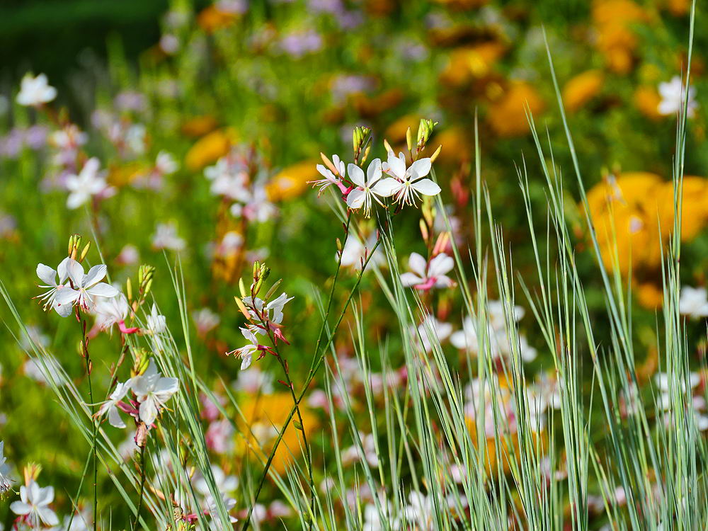 zur &Uuml;bersicht Wildblumen 9