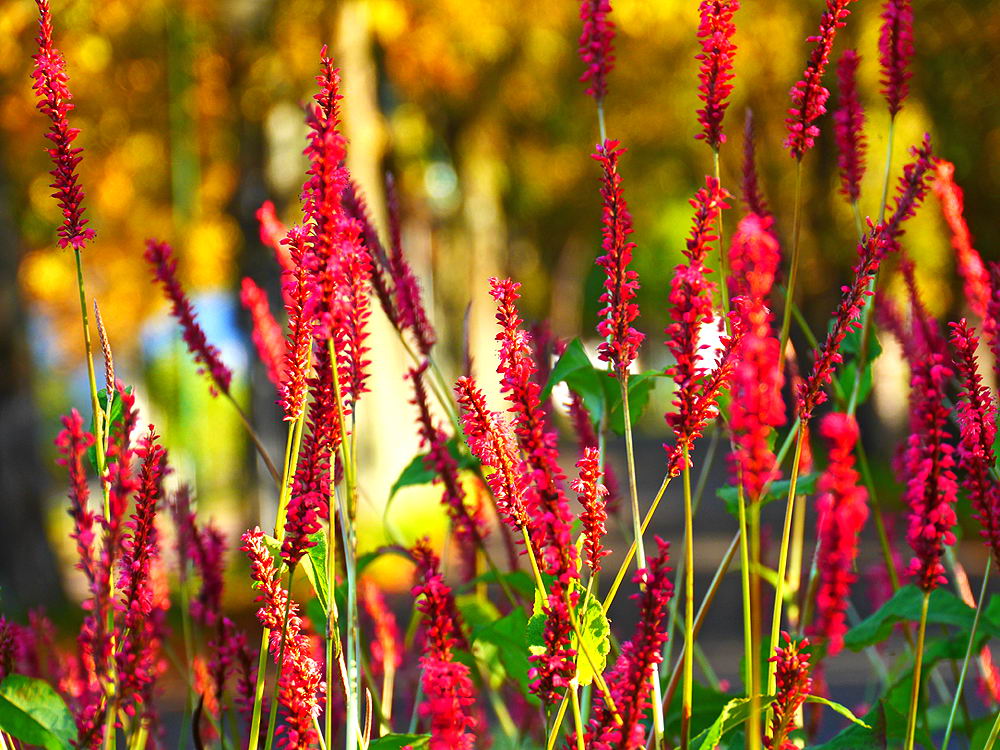 zur &Uuml;bersicht Wildblumen 9