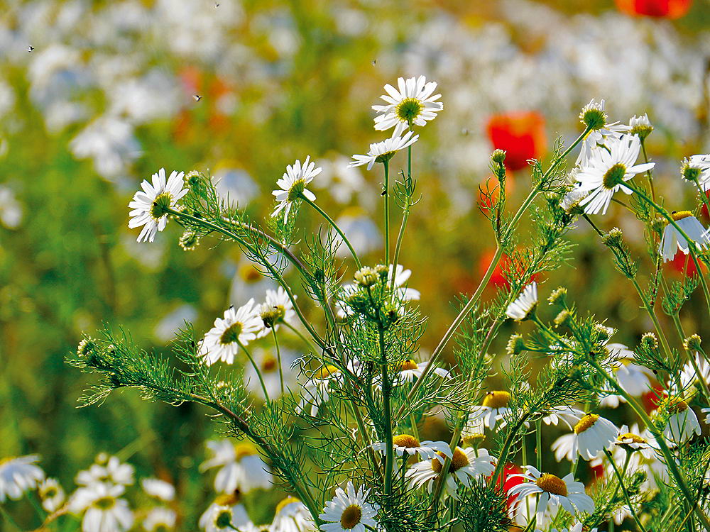 zur &Uuml;bersicht Wildblumen 9