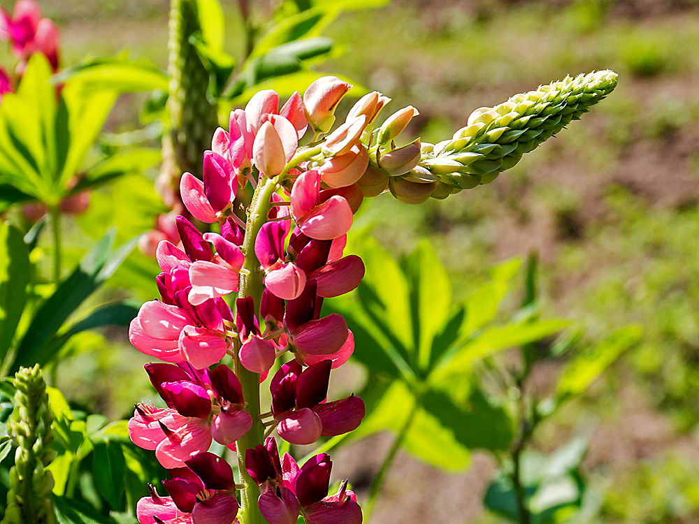 zur &Uuml;bersicht Wildblumen 9