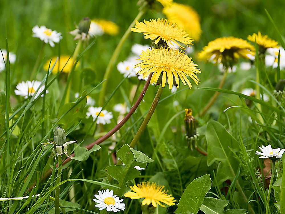 zur &Uuml;bersicht Wildblumen 9