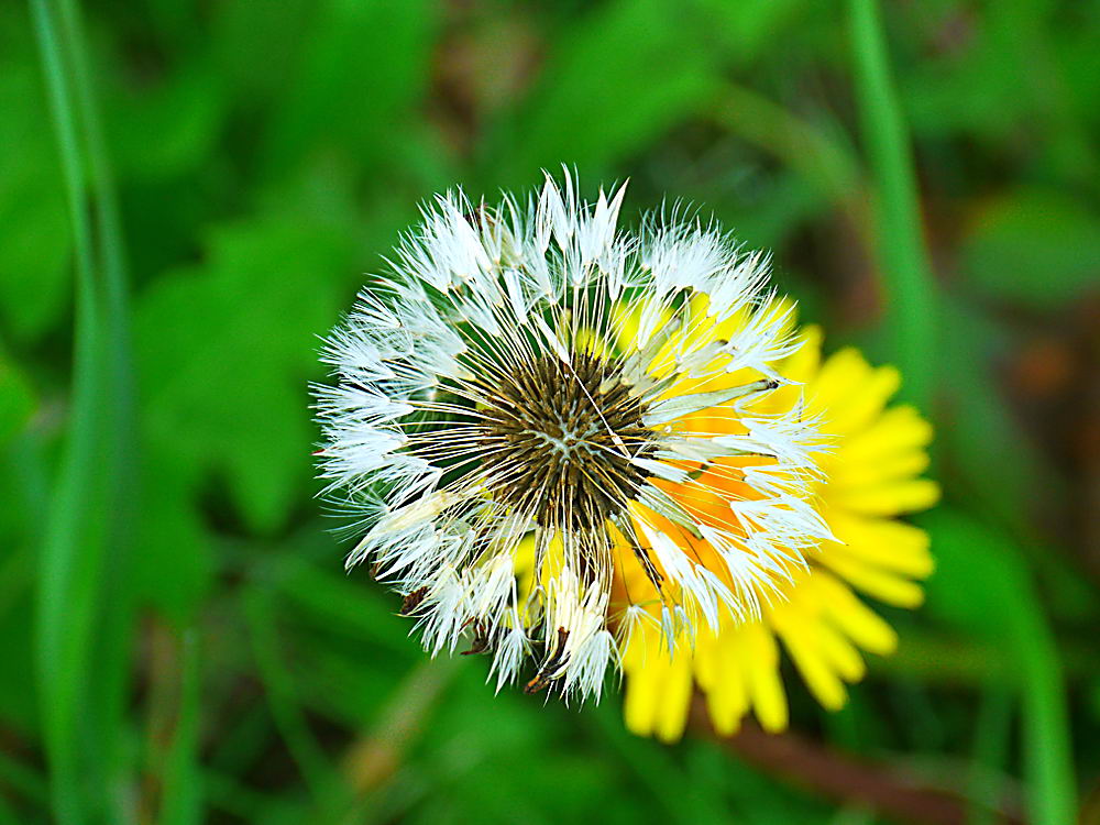 zur &Uuml;bersicht Wildblumen 9