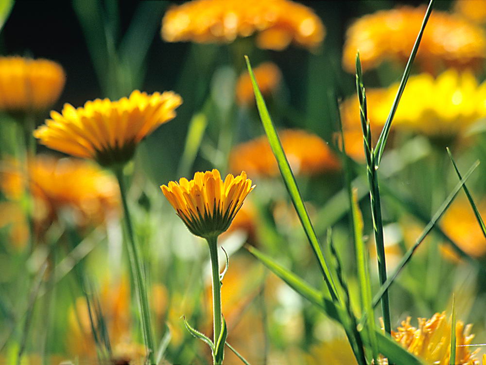 zur &Uuml;bersicht Wildblumen 9