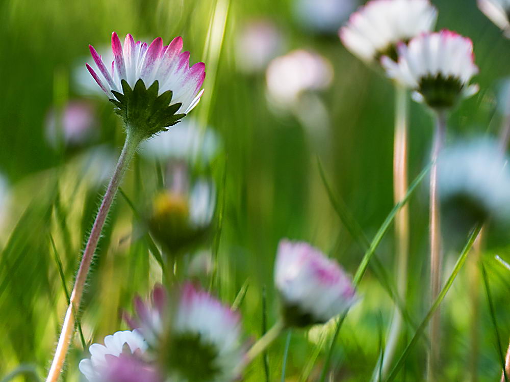 zur &Uuml;bersicht Wildblumen 10