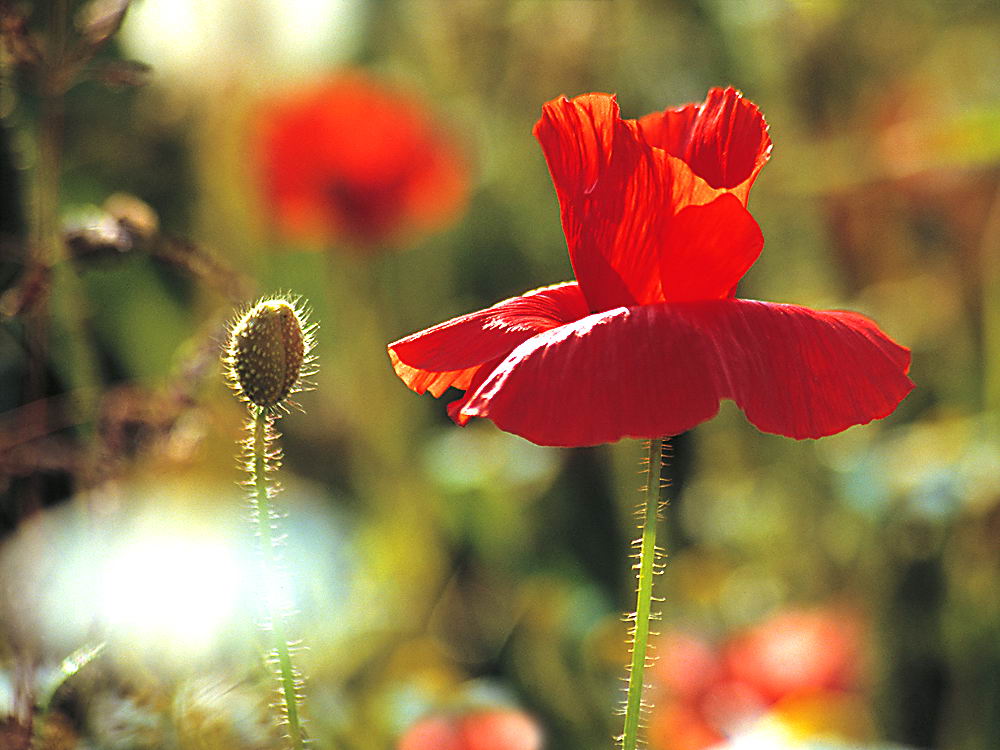 zur &Uuml;bersicht Wildblumen 10