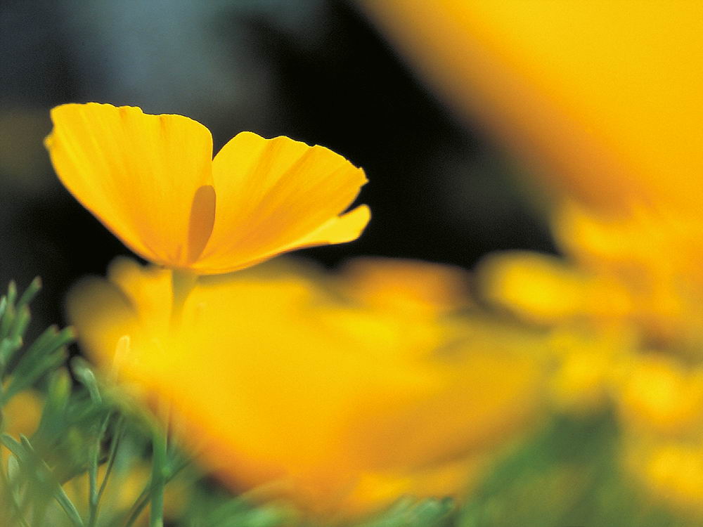 zur &Uuml;bersicht Wildblumen 10