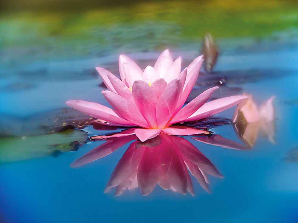 zur &Uuml;bersicht Wildblumen 10