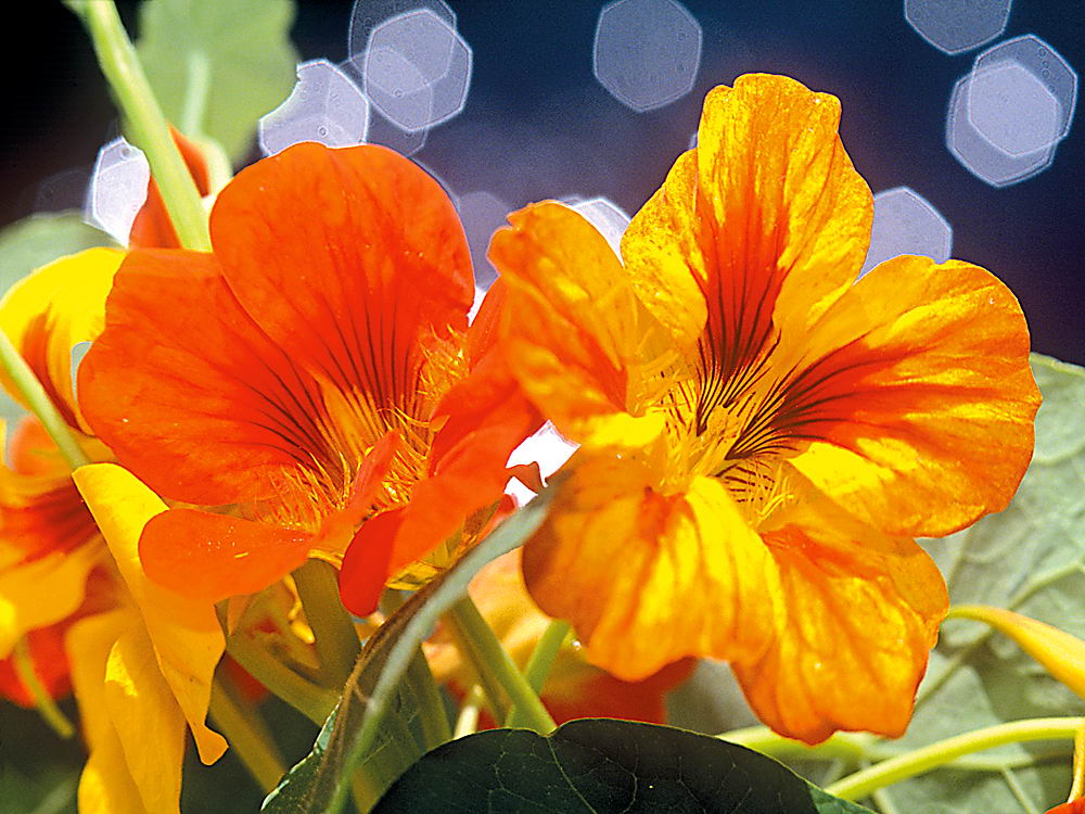 zur &Uuml;bersicht Wildblumen 10