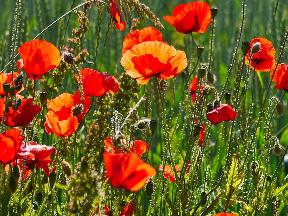 zur &Uuml;bersicht Wildblumen 10