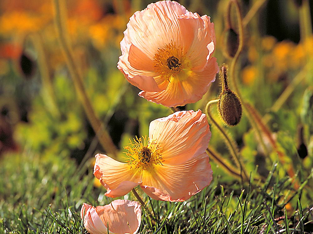 zur &Uuml;bersicht Wildblumen 10
