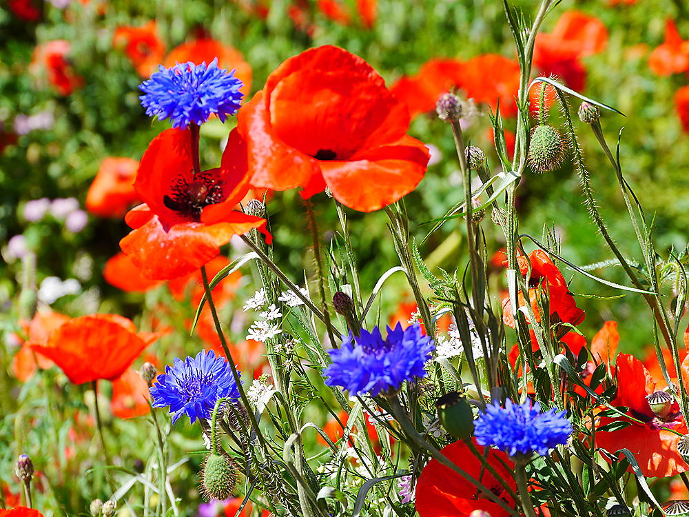 zur &Uuml;bersicht Wildblumen 10