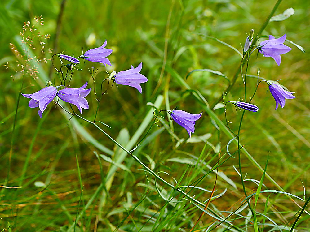 zur &Uuml;bersicht Wildblumen 11