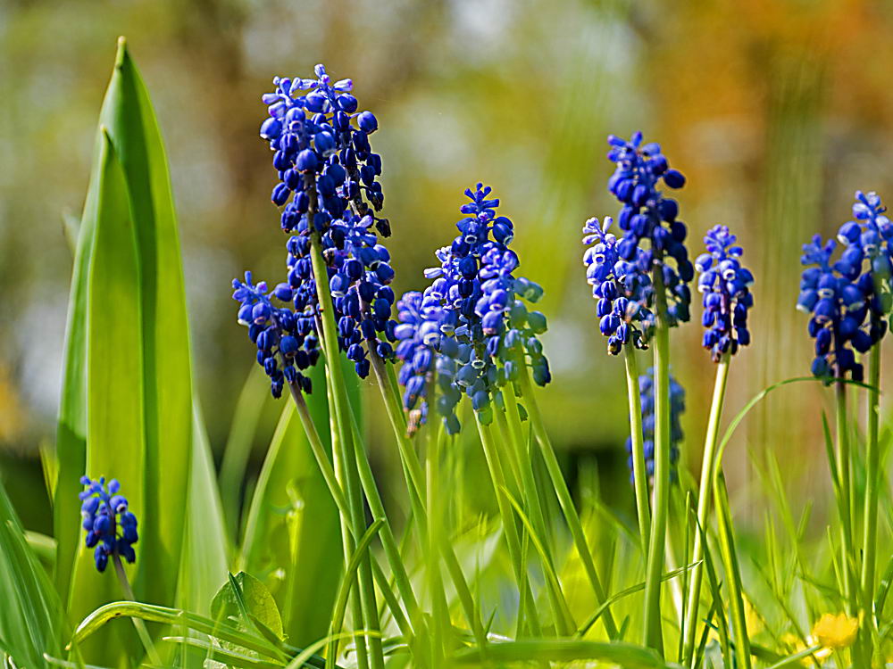 zur &Uuml;bersicht Wildblumen 11