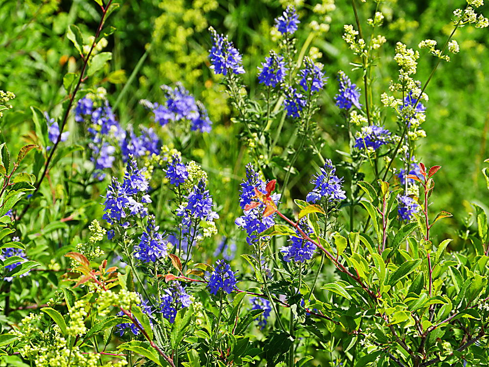 zur &Uuml;bersicht Wildblumen 11