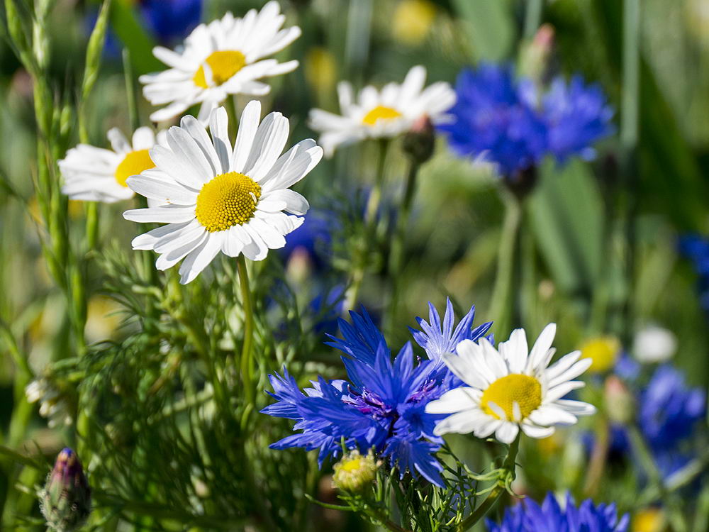 zur &Uuml;bersicht Wildblumen 11