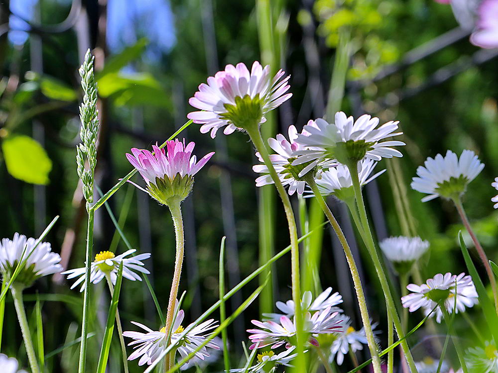 zur &Uuml;bersicht Wildblumen 11
