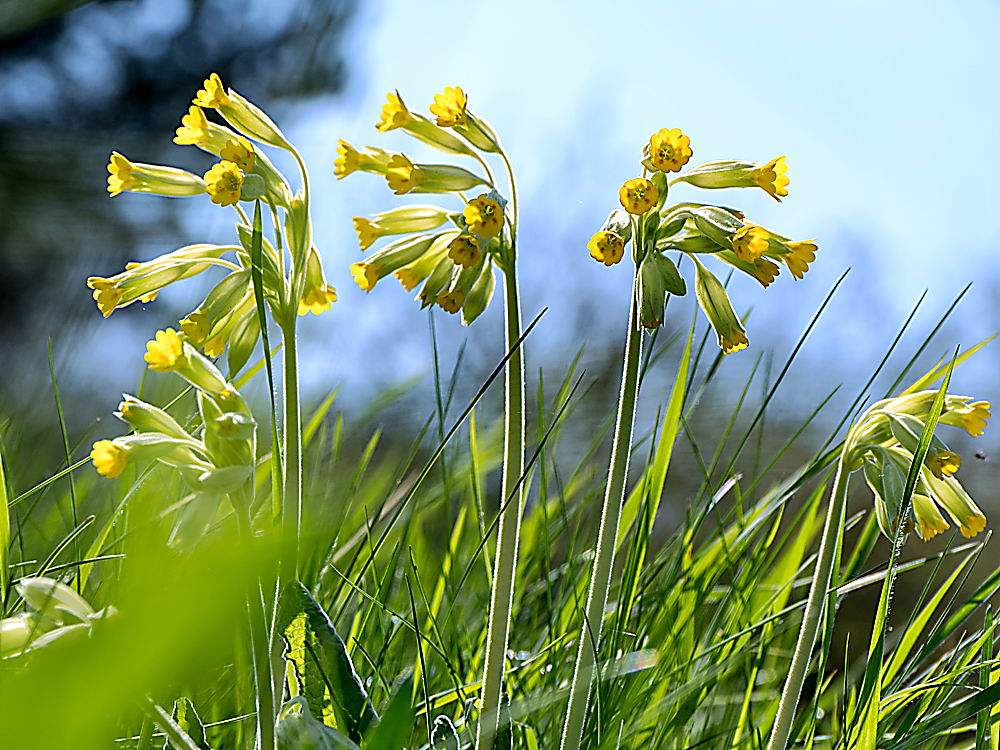 zur &Uuml;bersicht Wildblumen 11